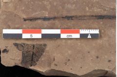 Foto (Detailansicht) von Cyperites strictus Ettingshausen (NHMW-GEO-2024-0188-0396)